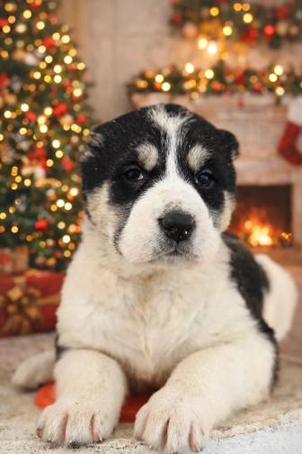 В продаже щенки алабая