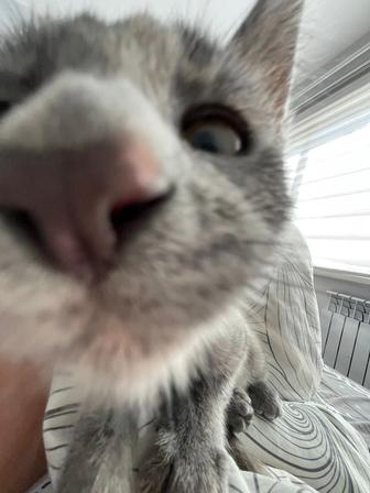 Отдам котенка в добрые руки