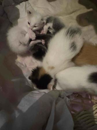 Котятки хорошееееенькие от умницы мамы кошки,чистые, ухоженные