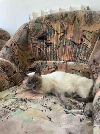 Ищет дом ласковая кошечка Чара.