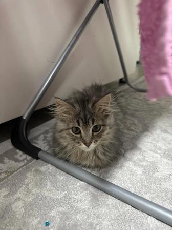 Отдам котенка бесплатно