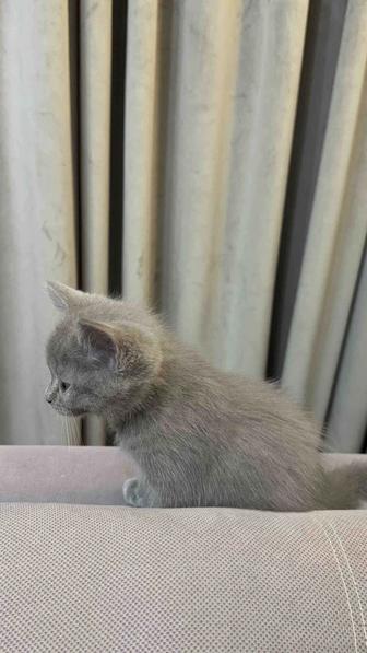 Британский котенок короткошерстный