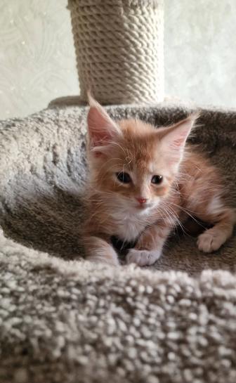Мейн-кун котята.