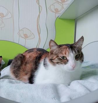 Отдам даром кошку