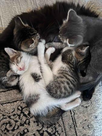 Отдам котят в добрые руки