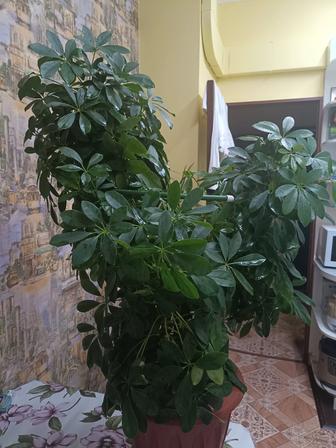 Шефлера 110 см