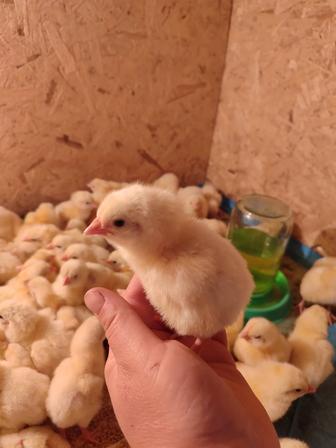 Продаю цыплята бройлеры