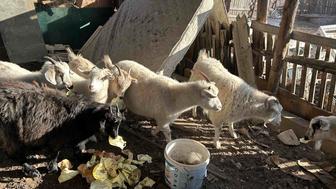 Продам срочно коз