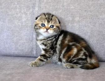 Scottish Fold котята