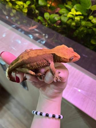 Геккон бананоед самец (гекконы,ящерица)