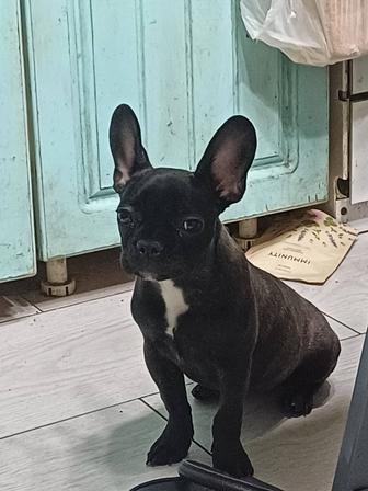 Продам девочку французский бульдог