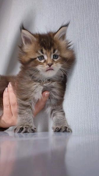 Питомник Мейнкун котята