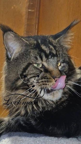 Питомник Мейнкун котята