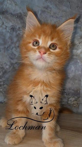 Питомник Мейнкун котята