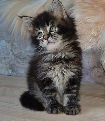 Питомник Мейнкун котята