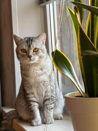 Продам кота , шотландский породистый, не кастрированный , красавец