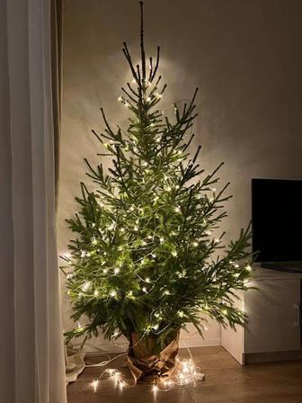 Ель , Ёлка , пихта и другие