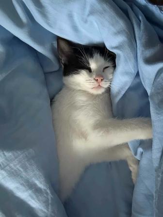 Ищем дом для котенка !!!