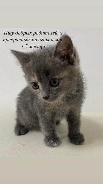 Отдам котят