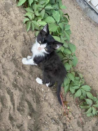 Отдам котят