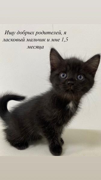 Отдам котят