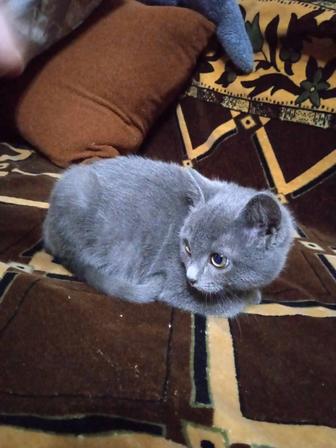 Кому нужен котенок серый