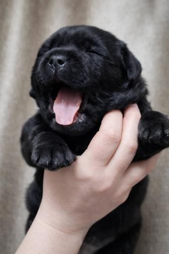 Бронь на щенков черного лабрадора