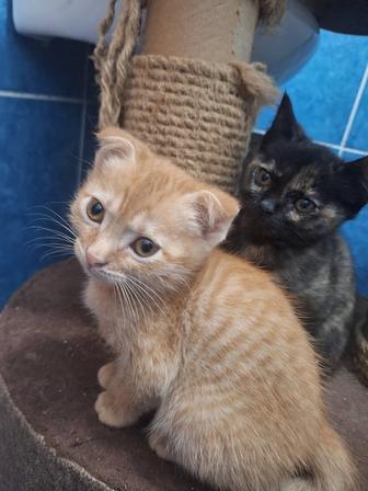 Продаются шотландские котята 3 месяца
