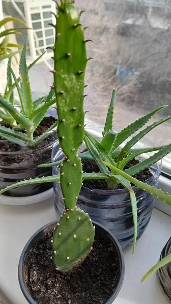 Комнатные растения