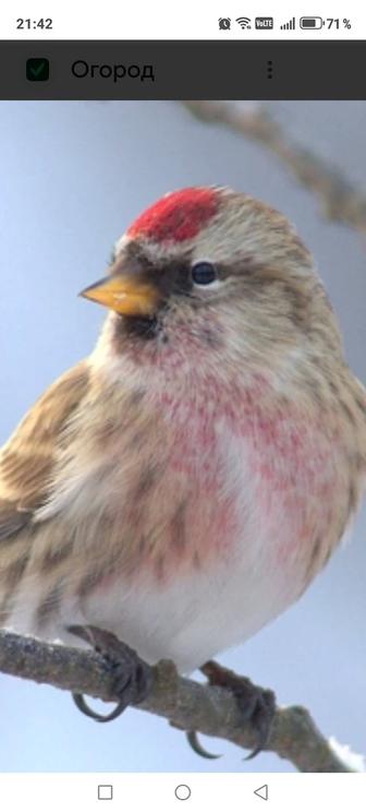 Продам птицу певчие