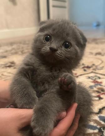 Продается котята!