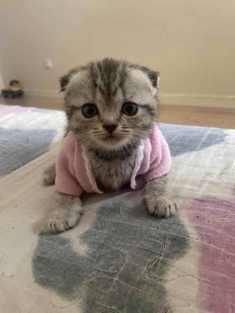 Продается котята!