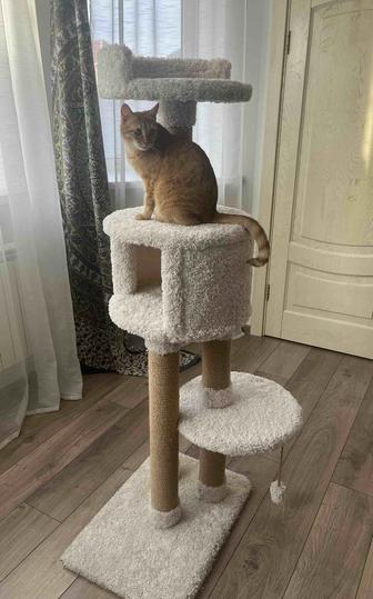 Игровой комплекс для кошек с игрушкой, домиком и лежанкой