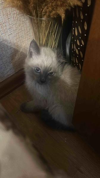 Отдам котенка в хорошие руки
