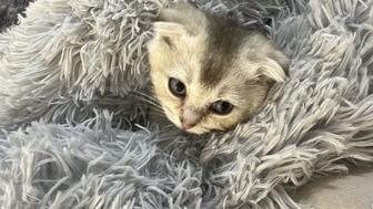 Продам котенка вислоухий серебристый шиншилла