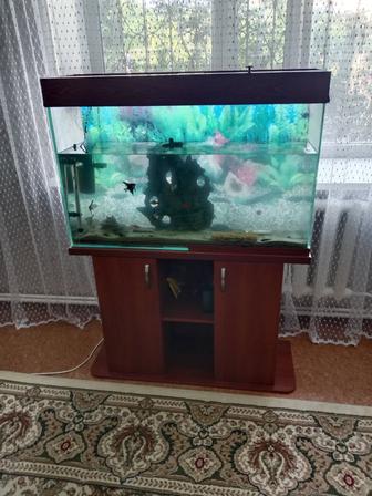 Аквариум с рыбками