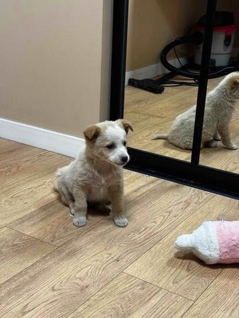 Щенки. Мальчик и девочка