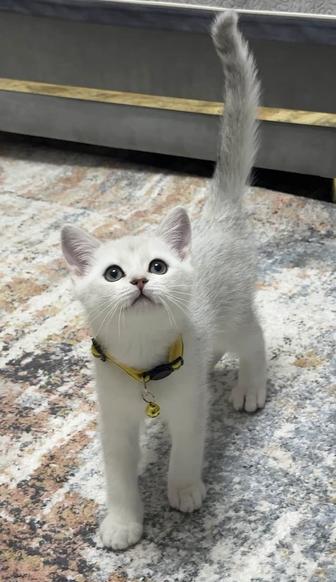 Котенок