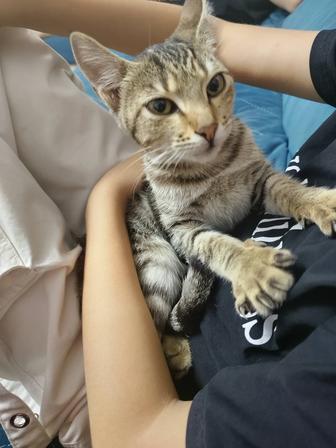 Отдам даром котенка