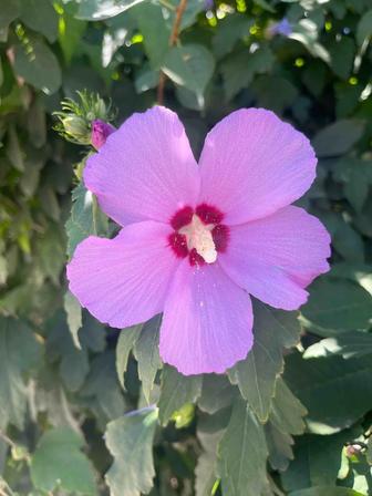 Уборка домов и квартир разовая