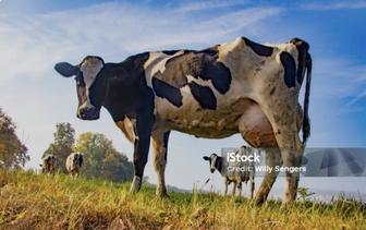 Вынужденный забой крс коров лошадей