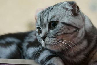 Отдам в добрые руки котенка