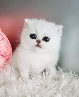 Британские котята