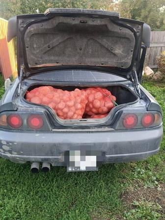 Продам домашнюю верхубинскую картошку