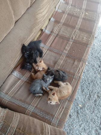 Отдам котят