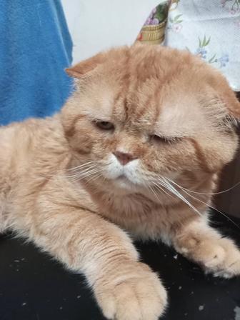 Кот на вязку