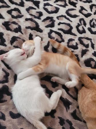 Отдам котят!