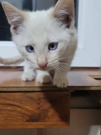 Отдам котят!