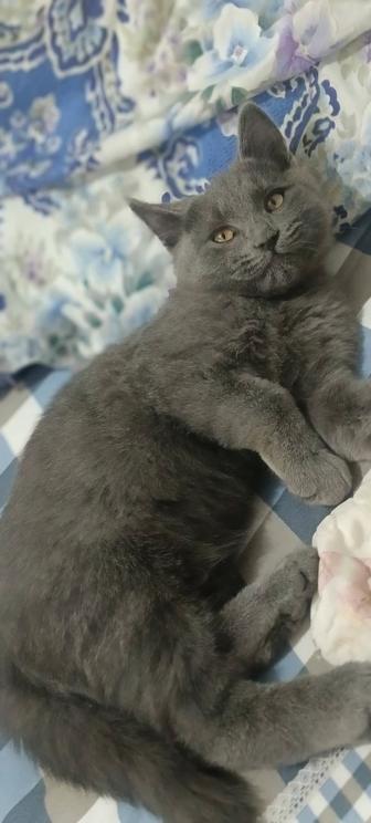 Отдам кошек вислоухих в добрые руки