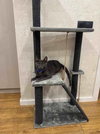 Котенок